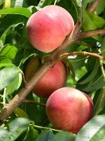 White Lady | Peach Species 